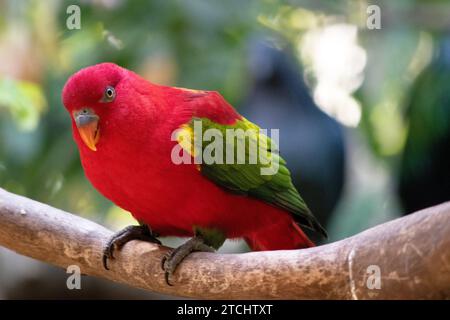 The chattering lory has a red body and a yellow patch on the mantle. The wings and thigh regions are green and the wing coverts are yellow. The tail i Stock Photo