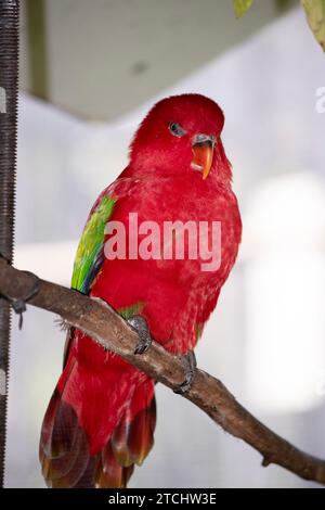 The chattering lory has a red body and a yellow patch on the mantle. The wings and thigh regions are green and the wing coverts are yellow Stock Photo