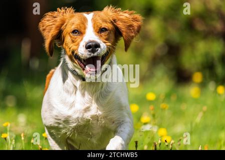 Brittany dog spaniel female puppy running through grass towards camera. Animal background. Copy space on right Stock Photo