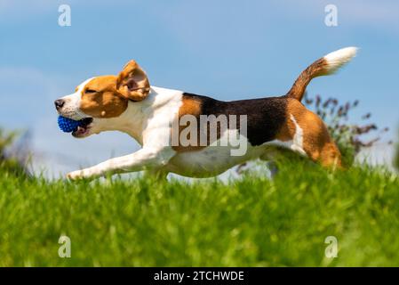 Beagle dog fun in park outdoors run and jump with ball. Dog background Stock Photo