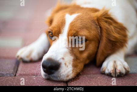 Brittany dog female puppy closeup. Lying down and resting in shade from summer heat. Dog in summer concept Stock Photo