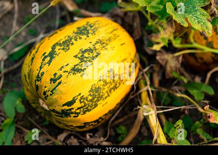 Pumpkin growing on a field closeup. Pumpkin concept Stock Photo