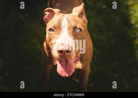 Young pitbull Staffordshire Bull Terrier in garden looks towards camera with tongue out blue eyes portrait Stock Photo