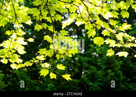 Fresh green leaves of maple. Tree in close-up. Natural background. Stock Photo