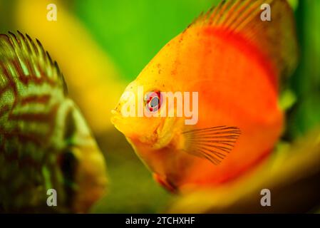 Portrait of a red tropical discus fish (Symphysodon) in a fishtank. Selective focus background Stock Photo