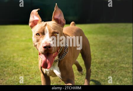 Dog standing in backyard American staffordshire terrier, amstaff, brown stafford pit bull big outdoor with tongue out Stock Photo