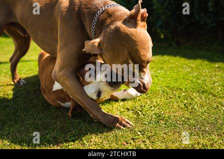 Two dogs amstaff terriers playing on grass outside. Young and old dog fun in backyard. Canine theme Stock Photo