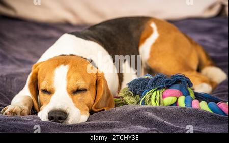 Hound Beagle dog sleeping outdoors on a garden sofa Stock Photo