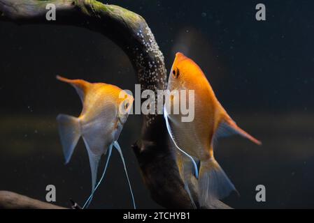 Pair of Gold Pterophyllum Scalare in aqarium, yellow angelfish lays its eggs. Roe on wooden branch. Selective focus Stock Photo