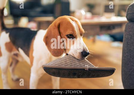 Dog holding a slipper in mouth. Standing indoors. Canine theme Stock Photo