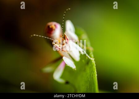 Orchid Mantis on a Pink Orchid Stock Photo