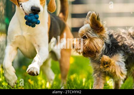 Cute Yorkshire Terrier dog and beagle dog chese each other in backyard. Running and jumping with toy towards camera Stock Photo