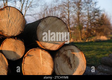 Piled cut tree trunks, close-up background Stock Photo