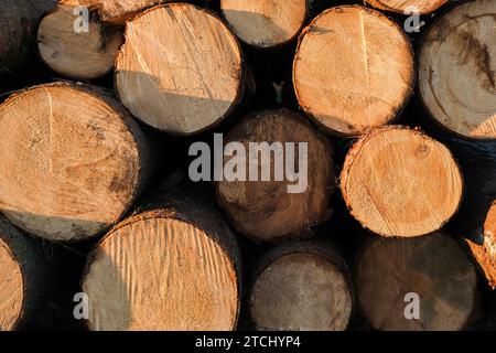Piled cut tree trunks, close-up background Stock Photo