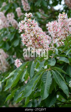 Aesculus indica Sydney Pearce, Indian Horse Chestnut, panicles of white and yellow flowers, suffused with pink Stock Photo