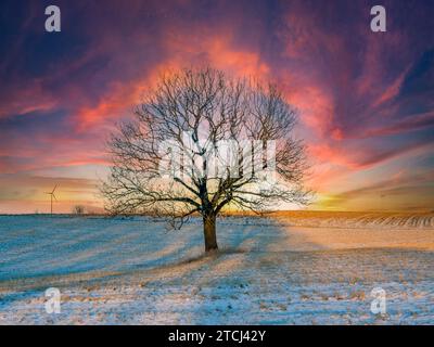 Wintry tree in the afterglow Stock Photo
