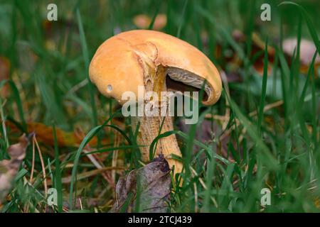 The yellow pine foot fungus (phaeolus schweinitzii) growing in a grassy field in Zoersel, Belgium Stock Photo