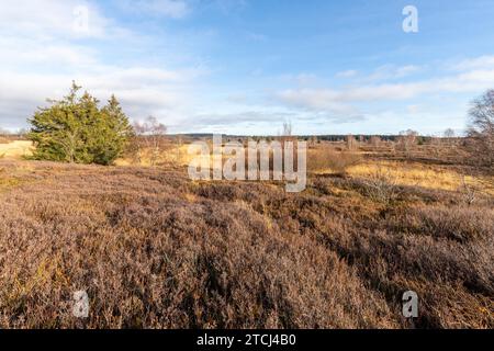 Colorful landscape in the High Fens in Belgium in autunm Stock Photo