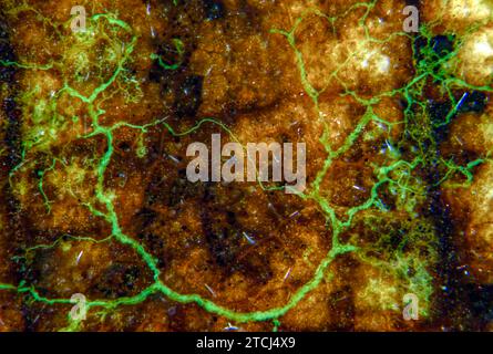 Plasmodium of slime mould (Badhamia sp.?) growing on a decaying leaf from Acer. Stock Photo