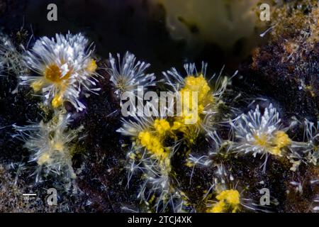 The hyphomyceet Blistum tomentosum (Syn.: Polycephalomyces tomentosus) with glass-like sporangia. The species often parasitize slime mould of the gene Stock Photo