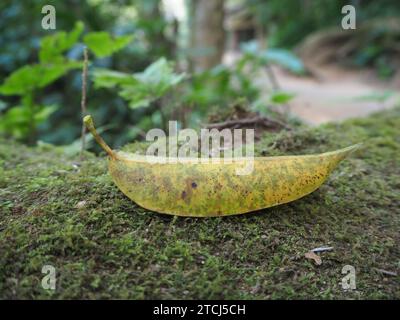 Yellow fallen leaf on moss covered ground Stock Photo