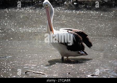 Australian pelicans are one of the largest flying birds. They have a white body and head and black wings. They have a large pink bill. Stock Photo