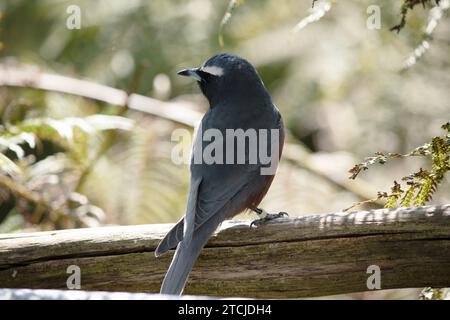 The white browed woodswallow is a grey bird with a dark grey face and ...