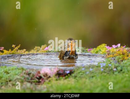 European robin Erithacus rubecula, bathing in garden bird bath, County Durham, England, UK, October. Stock Photo