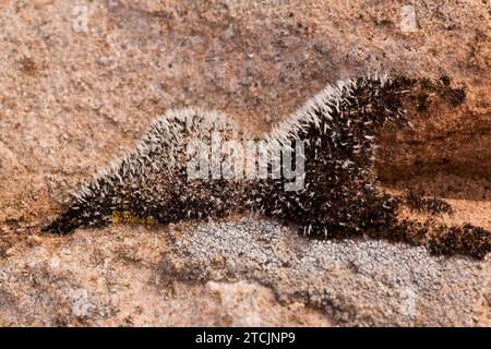 Desert moss and crustose lichens on sandstone near Moab, Utah. Stock Photo