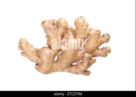 Fresh ginger root, from above. Juicy and fleshy rhizome of Zingiber officinale, used as fragrant kitchen spice and in traditional folk medicine. Stock Photo