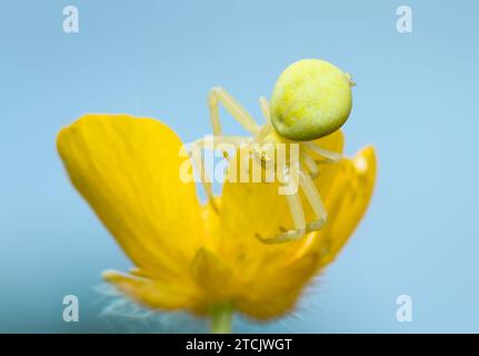 Camouflaged Female Flower Crab Spider, Misumena vatia, Resting On A Buttercup Flower Waiting To Ambush Prey, New Forest UK Stock Photo