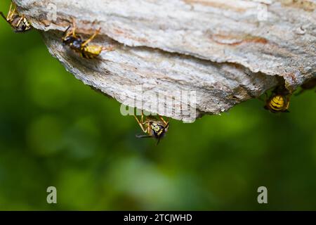 Common Wasp, Vespula vulgaris, Building And Repairing Its Paper Nest Made Of Chewed Up Wood, New Forest UK Stock Photo