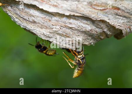 Common Wasp, Vespula vulgaris, Building And Repairing Its Paper Nest Made Of Chewed Up Wood New Forest UK Stock Photo