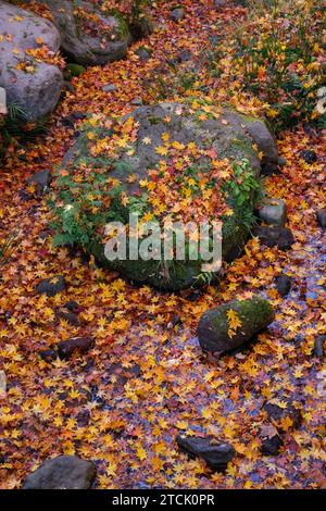 SHOWA KINEN PARK: AUTUMN LEAVES TOKYO Stock Photo