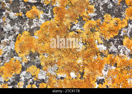 Caloplaca flavescens is a crustose placodioid lichen that grows on calcareous rocks. This photo was taken in Sant Magi de la Brufaganya, Tarragona pro Stock Photo