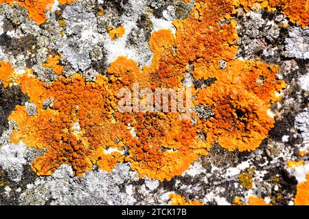 Caloplaca flavescens is a crustose placodioid lichen that grows on calcareous rocks. This photo was taken in Sant Magi de la Brufaganya, Tarragona pro Stock Photo