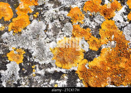 Caloplaca flavescens is a crustose placodioid lichen that grows on calcareous rocks. Other lichens presents are This photo was taken in Sant Magi de l Stock Photo