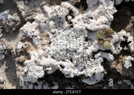 White crustose lichen Diplochistes ocellatus almeriensis and Squamarina lentigera in the middle, a squamulose lichen also white. This photo was taken Stock Photo