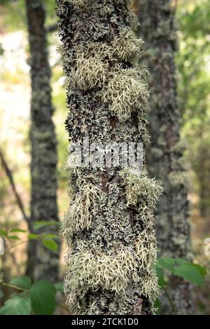 Oakmoss (Evernia prunastri) fruticulose lichen and Hypogymnia physodes foliose lichen, growing on a bark oak. This photo was taken in north Palencia p Stock Photo