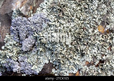 Hypogymnia physodes and at left Physcia dubia two foliose lichens. This photo was taken in La Albera, Girona province, Catalonia, Spain. Stock Photo