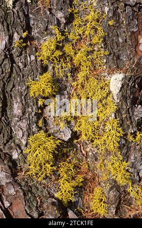 Wolf lichen (Letharia vulpina) is a fruticose lichen that grows on bark tree. This photo was taken in french Alps. Stock Photo
