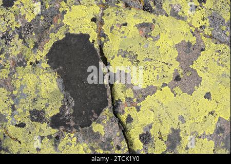 Lichen community dominated by map lichen (Rhizocarpon geographicum) on a granitic rock. This photo was taken in Sierra de Gredos, Avila province, Cast Stock Photo