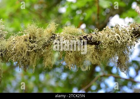 Beard lichen (Usnea hirta) and Evernia prunastri two fruticulose lichens. This photo was taken in Arribes del Duero Natural Park, Zamora province, Cas Stock Photo