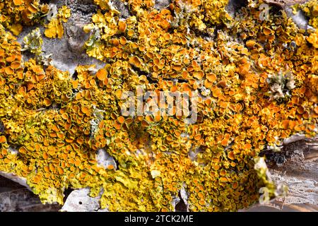 Xanthoria parietina is a foliose lichen that grows on on bark trees or on rocks. This photo was taken in Santa Perpetua de Gaia, Tarragona province, C Stock Photo