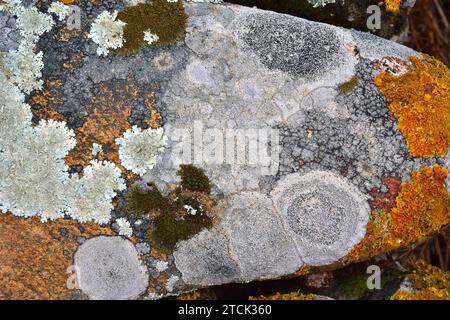 Saxicolous lichens growing on granite rock. This photo was taken in Alt Emporda, Girona province, Catalonia, Spain. Stock Photo