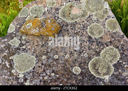 Saxicolous lichens growing on granite rock. This photo was taken in Arribes del Duero Natural Park, Zamora province, Castilla-Leon, Spain. Stock Photo