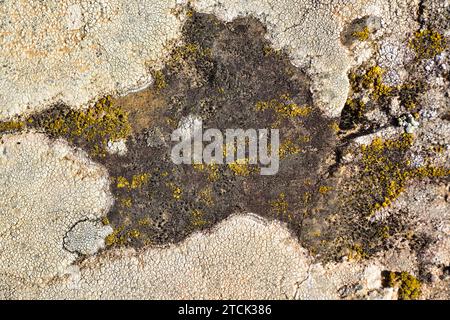 Buellia punctata (centrum, black), Candelariella vitellina (Yellow) and Aspicilia intermutans (around, grey) are three crustoses lichens. This photo w Stock Photo