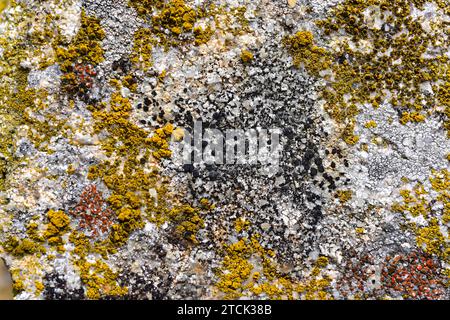 Buellia punctata (black), Candelariella vitellina (yellow) and Caloplaca crenularia (red) are three crustoses lichens. This photo was taken in Arribes Stock Photo