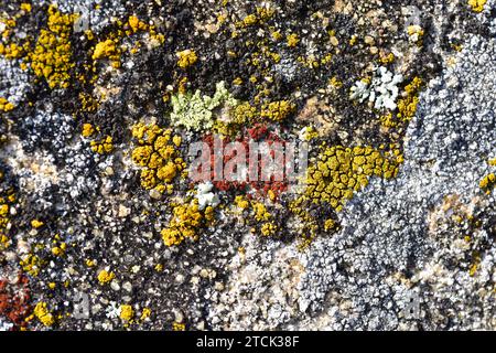 Caloplaca crenularia (red) and Candelariella vitellina (yellow) are two species of crustose lichens. This photo was taken in Arribes del Duero Natural Stock Photo
