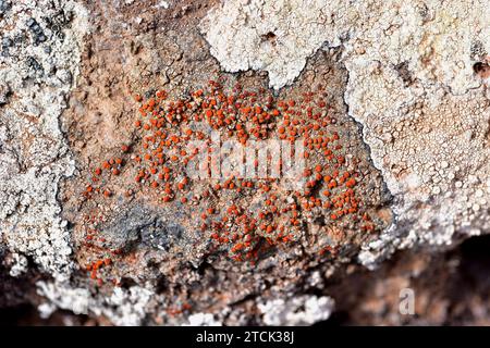 Caloplaca holocarpa or Athallia holocarpa is a crustose lichen with orange apothecia. This photo was taken in Lanzarote Island, Canary Islands, Spain. Stock Photo